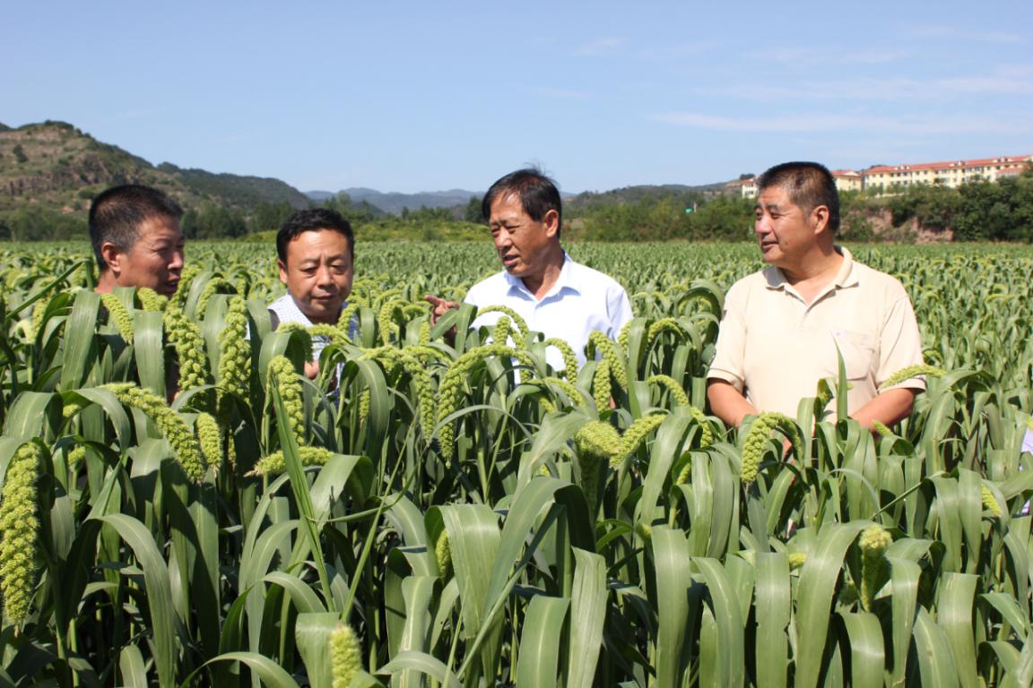 我司舉辦沁州黃谷子有機(jī)旱作農(nóng)業(yè)現(xiàn)場觀摩會